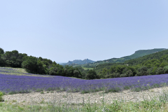 LAVANDES ET DENTELLES DE MONTMIRAIL
