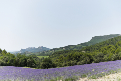 LA LAVANDE